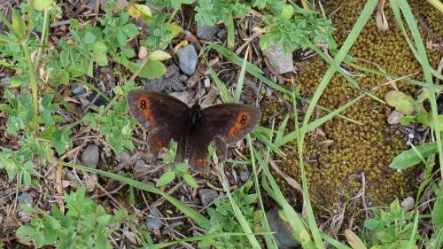 Erebia aethiops